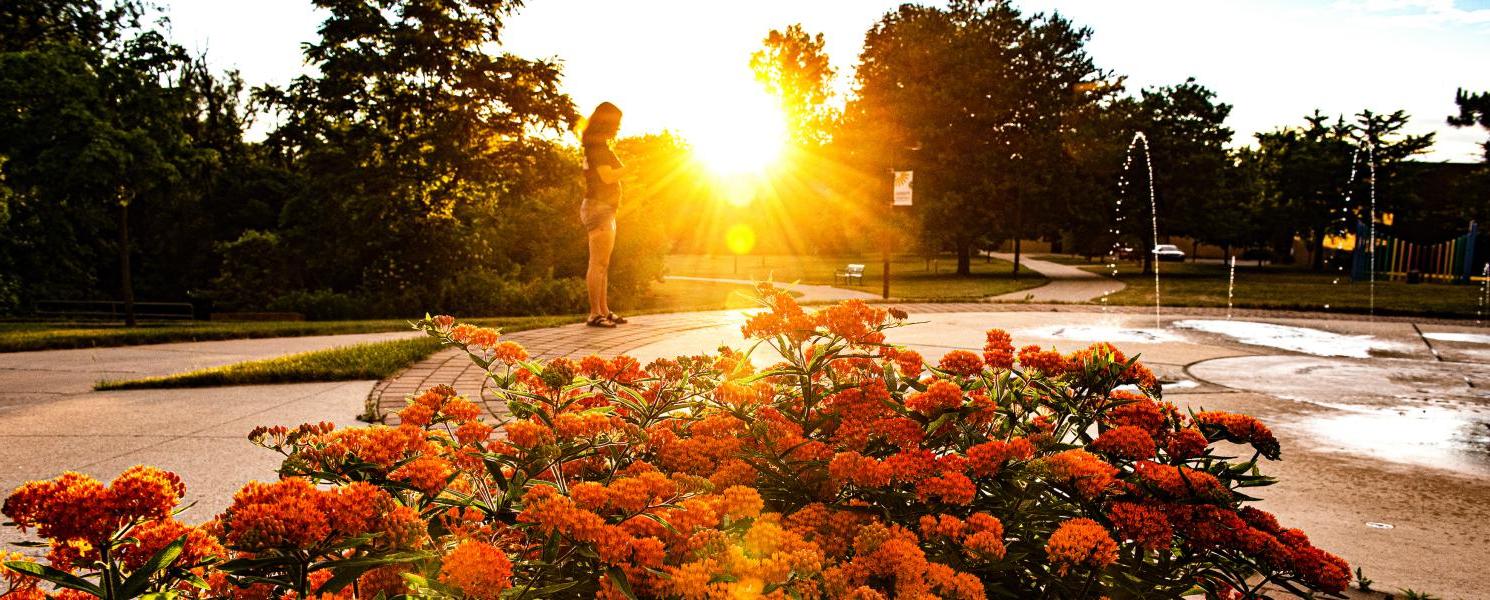 Beauty shot of the autumn flowers at the fountain at sunset.